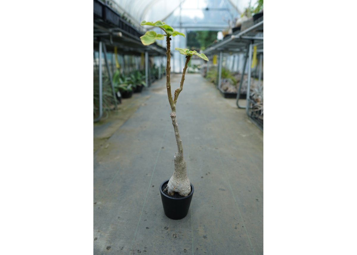 ウンカリーナ グランディディエリ Uncarina grandidieri | mana's