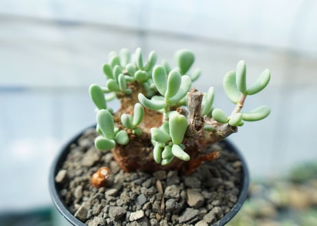 ケラリア　ピグマエア　Ceraria pygmaea 　No.5
