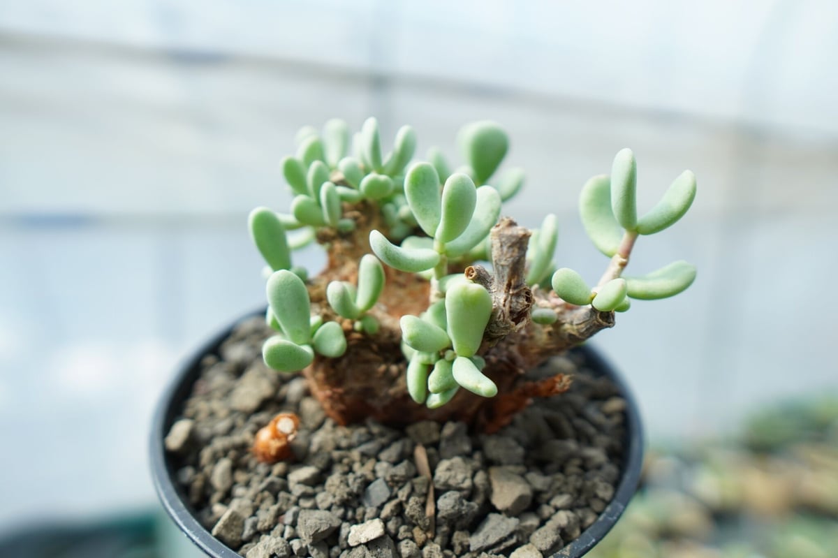 ケラリア ピグマエア Ceraria pygmaea No.5 | mana's farm: