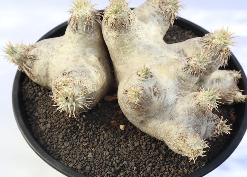 パキポディウム エブレネウム no.2 | mana's farm:塊根植物・アガベ