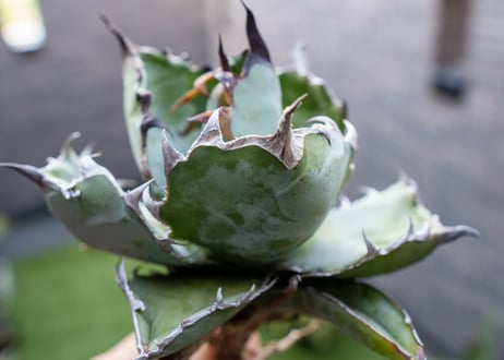 Agave B&B  №4