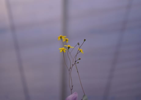 オトンナ　トリプルネルビア Othonna triplinervia