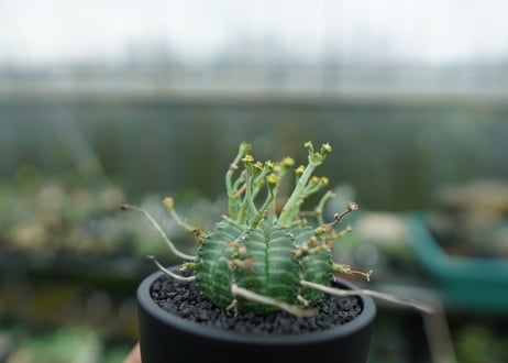 ユーフォルビア　バリダ　Euphorbia valida　No.1