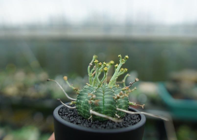 ユーフォルビア バリダ Euphorbia valida No.1 | mana's farm