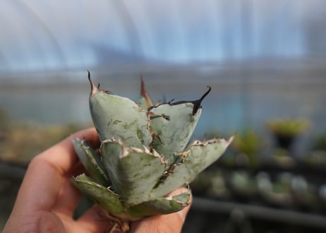 agave titanota ブラック＆ブルー　No.7