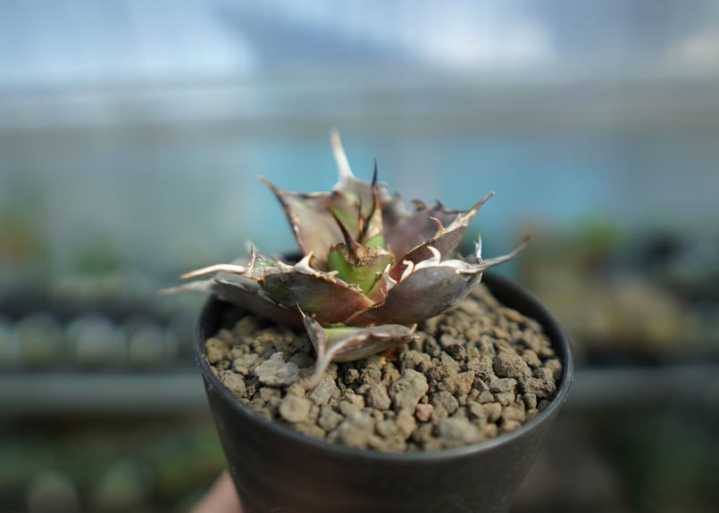 アガベ チタノタ ハデス Agave titanota Hades No.1 | mana's