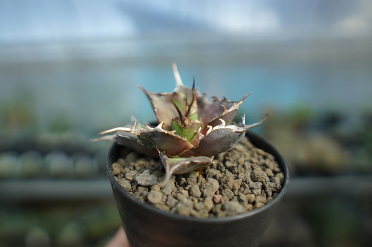 アガベ チタノタ ハデス Agave titanota Hades No.1 | mana's
