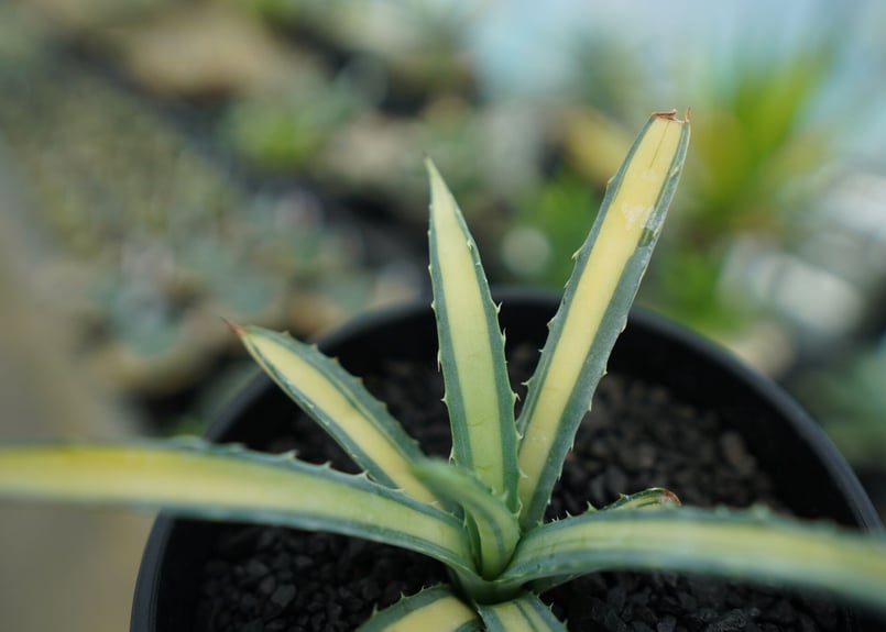 アガベ マクロアカンサ錦 中縞斑　　大株 アガベ マクロアカンサ錦 | hanayoshi-botanical