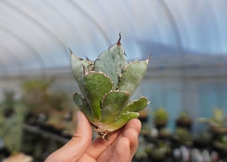 agave titanota ブラック＆ブルー　No.5