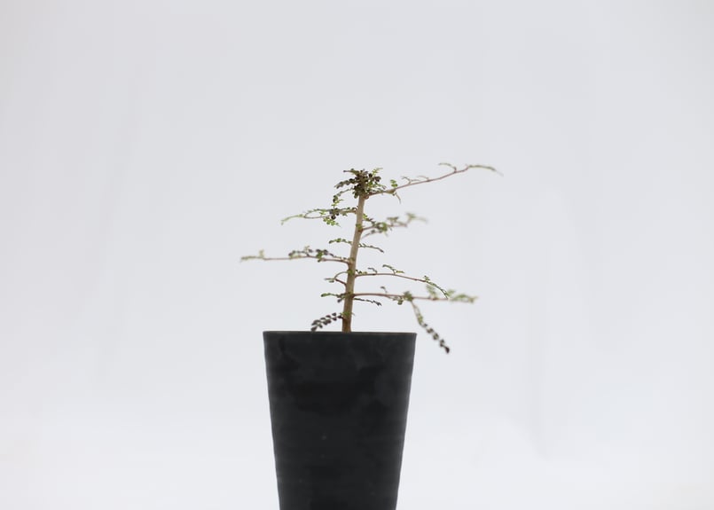 オペルクリカリア デカリー 根挿し | mana's green:塊根植物販売 オペルクリカリア デカリー 根挿し | mana's green:塊根植物販売