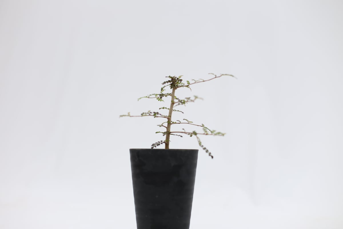 オペルクリカリア デカリー 根挿し | mana's green:塊根植物販売 オペルクリカリア デカリー 根挿し | mana's green:塊根植物販売