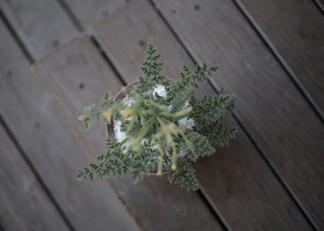 ぺラルゴ二ウム アッペンディクラツム 　Pelargonium appendiculatum