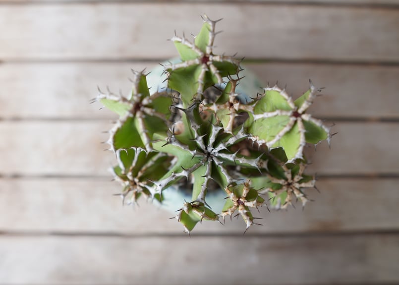 ユーフォルビア　クーペリー ユーフォルビア クーペリー Euphorbia Cooperi | mana's farm:塊