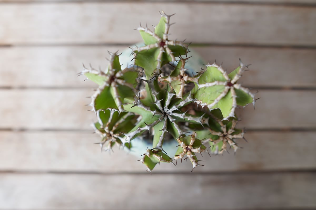 ユーフォルビア クーペリー Euphorbia Cooperi | mana's farm:塊