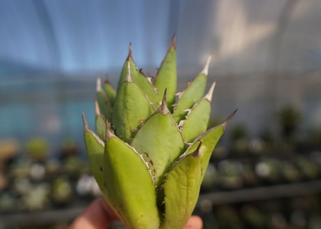 ×agave titanota 剣竜　No.7