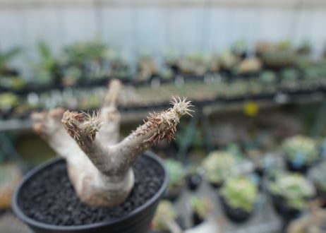 パキポディウム マカイエンセ　Pachypodium makayense　No.6
