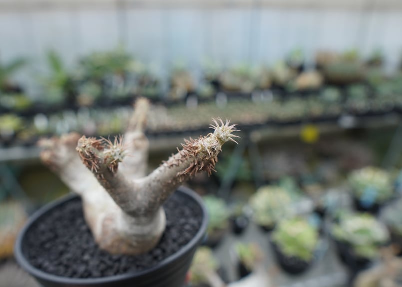 パキポディウム・マカイエンセ Pachypodium makayense