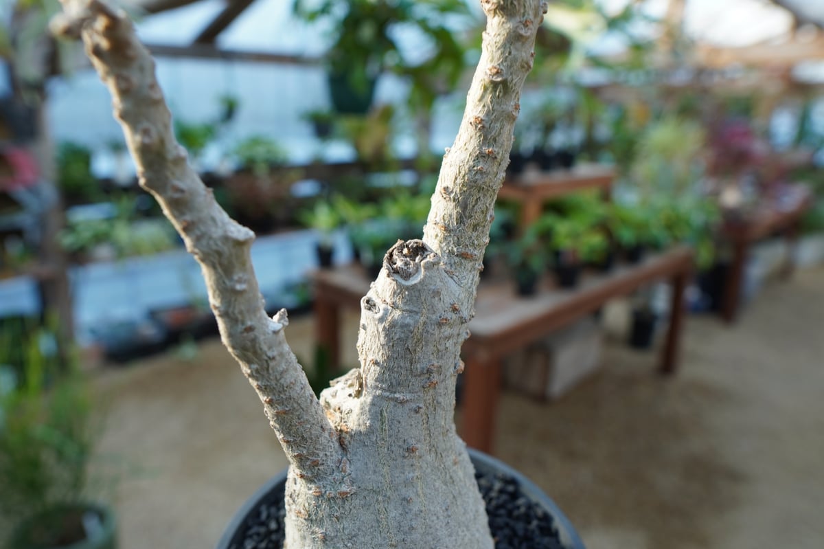 ウンカリーナ グランディディエリ | mana's farm:塊根植物・アガベ