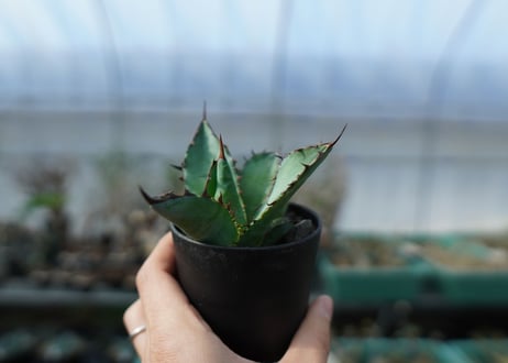 アガベ　チタノタ　 ブラックアンドブルー  2頭　Agave titanota black and blue Double head　A17
