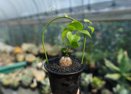 亀甲竜　Dioscorea elephantipes No.2