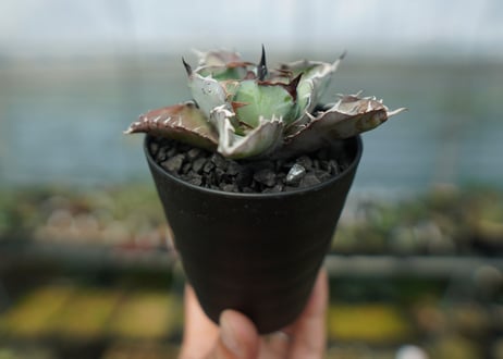 アガベ　チタノタ　 ブラックアンドブルー 　Agave titanota black and blue　No.6