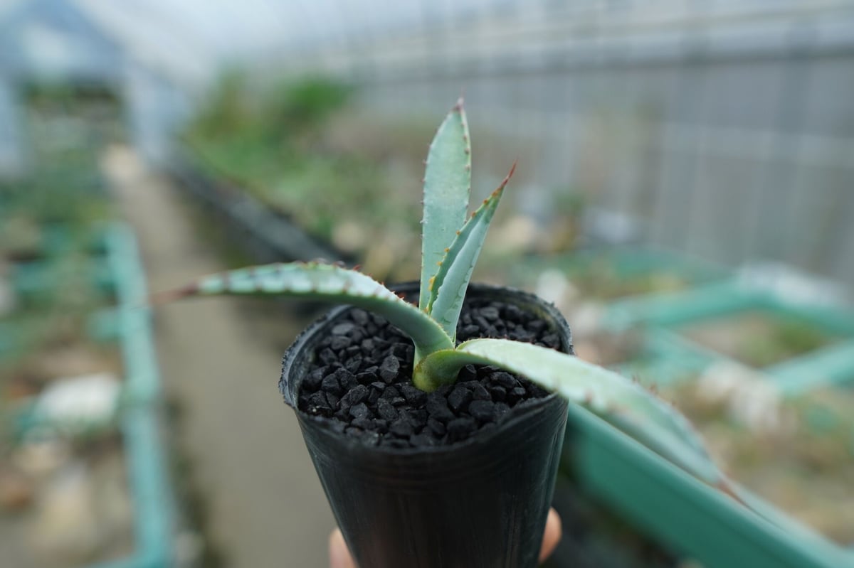 アガベ 屈原の舞扇錦 子株 アガベ 屈原の舞扇錦 子株