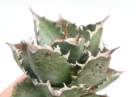 Agave titanota FO-76 compacta dwarf  no.７