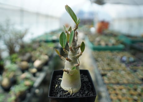 アデニウム　Adenium　No.3