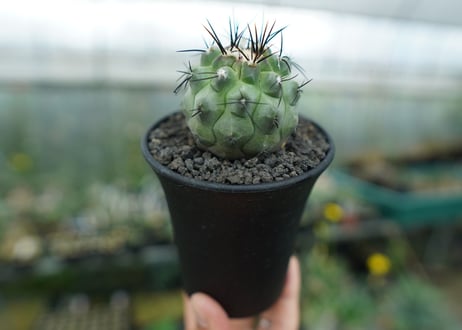 コピアポア　モンタナ 　”妖鬼玉”　Copiapoa montana