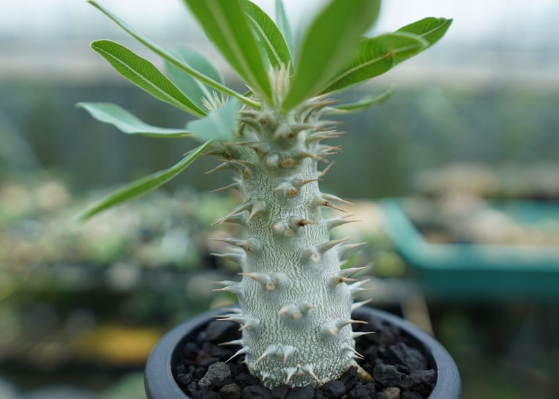 パキポディウム ホロンベンセ Pachypodium horombense | mana's