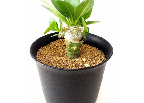 Pachypodium brevicaule albiflorum 　パキポディウム　恵比寿笑い
