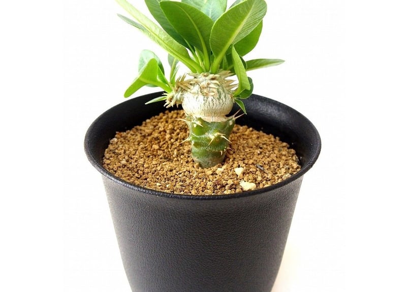 Pachypodium brevicaule albiflorum パキポディウム 恵比寿笑