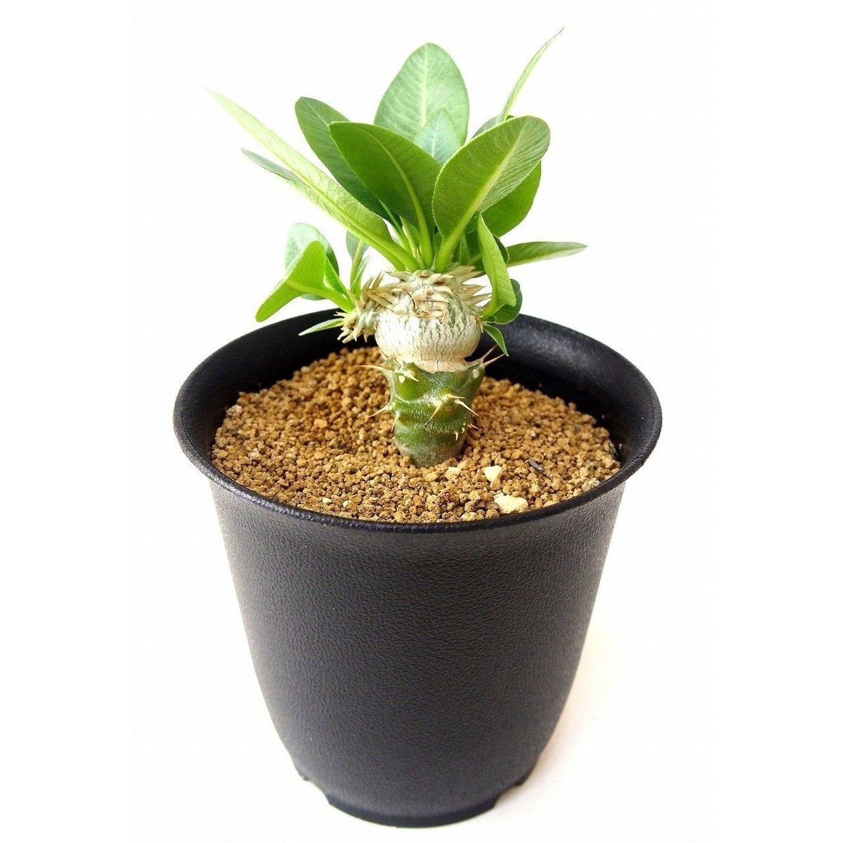 Pachypodium brevicaule albiflorum パキポディウム 恵比寿笑