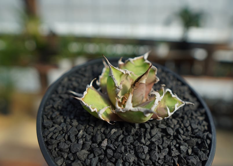 アガベ チタノタ シーザー | mana's farm:塊根植物・アガベ・ドライ