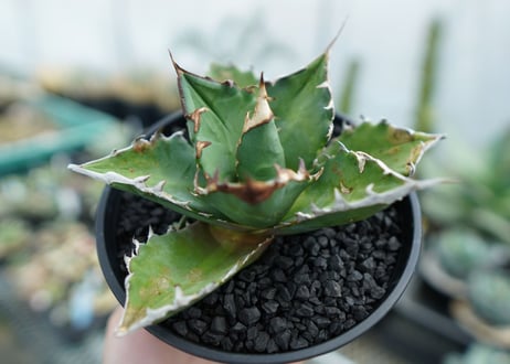 アガベ　チタノタ 　Agave titanota　No.1