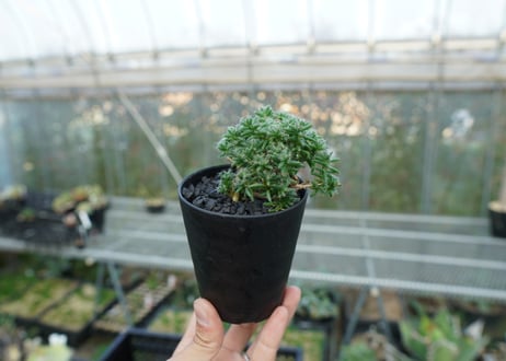 トリコディアデマ ステラツム　Trichodiadema stellatum  No.2