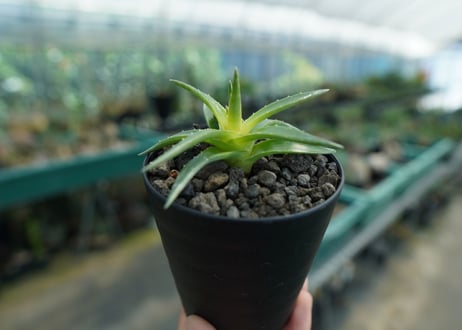 ディッキア　ムーングロー　Dyckia brevifolia  Moon Glow　No.2