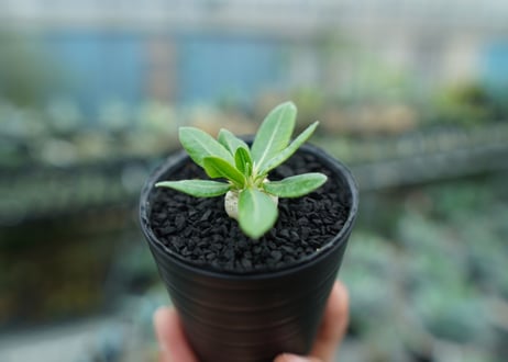 パキポディウム　恵比寿笑い　Pachypodium brevicaule　No.6