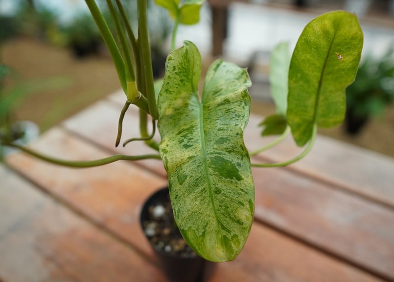 フィロデンドロン　パライソベルデ17 期間限定10％OFF！】フィロデンドロン パラソイヴェルデ