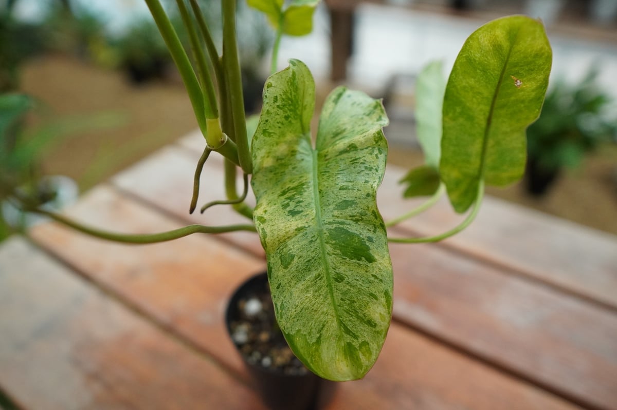 フィロデンドロン　パライソベルデ17 fit=scale-down,w=1200