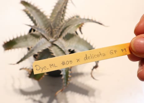 Dyckia ML#05 x delicata GF F1