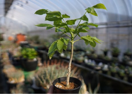 ランネア　パルヴィフォリア　Lannea parvifolia　NO.2
