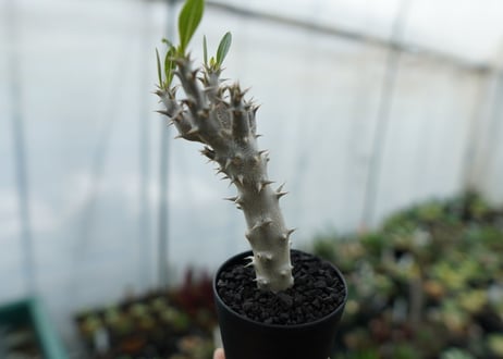 パキポディウム　デンシフローラム　Pachypodium densiflorum　No.4