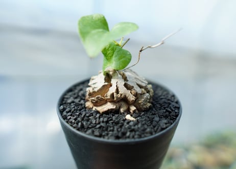 亀甲竜　Dioscorea elephantipes　No.1