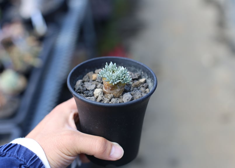 アボニア クイナリア | mana's farm:塊根植物・アガベ・ドライガーデン