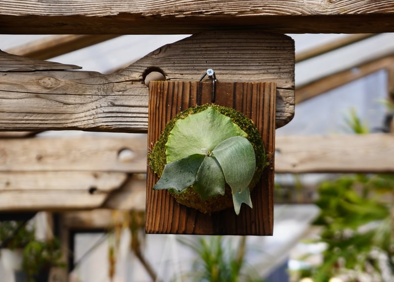 ビカクシダ ハスエー P. HAS-A (OC) | mana's farm:塊根植物・アガ