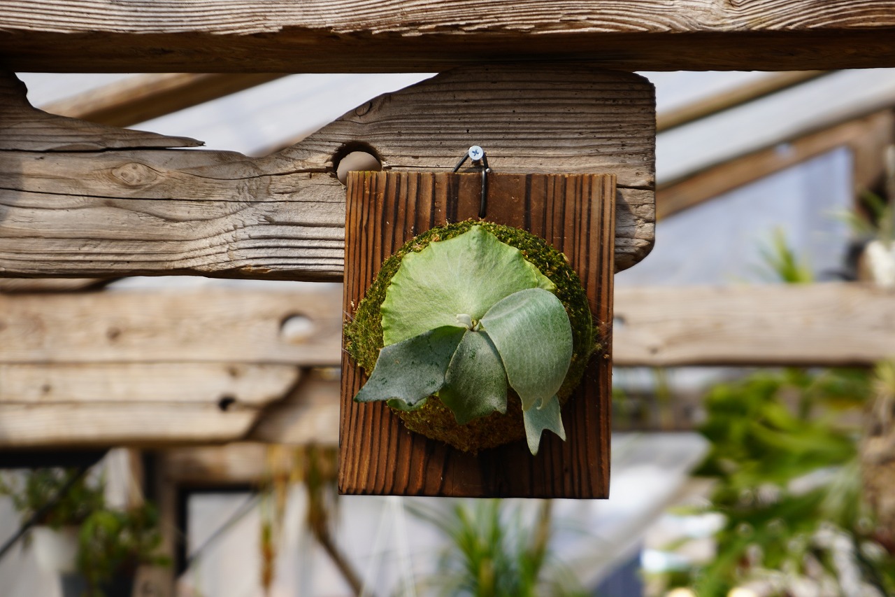 ビカクシダ ハスエー P. HAS-A (OC) | mana's farm:塊根植物・アガ