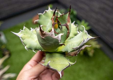 Agave titanota dwarf 姫厳龍 B NO.1