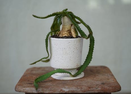 Euphorbia stellata