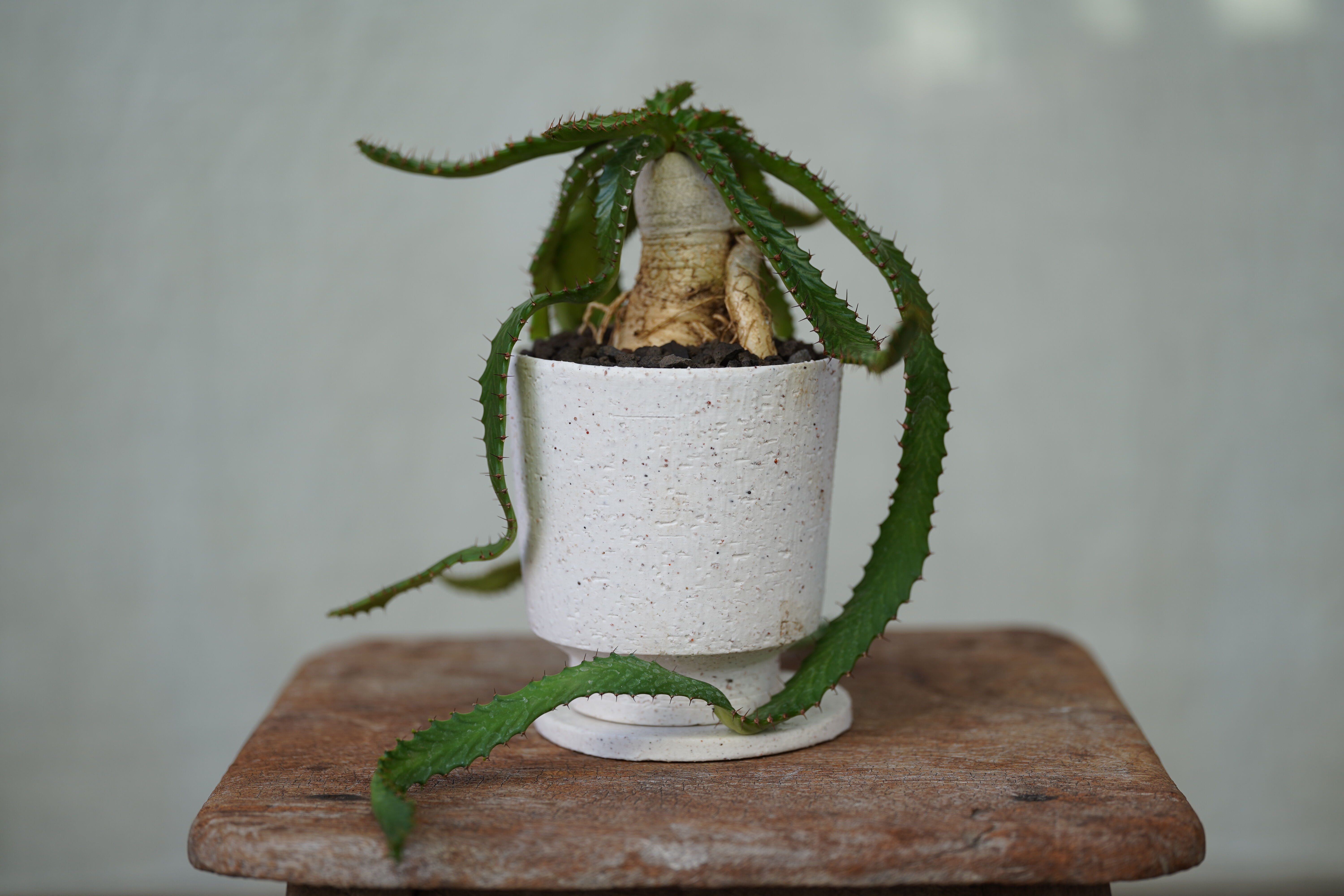 Euphorbia stellata | mana's farm:塊根植物・アガベ・ドライガー